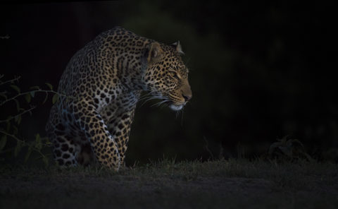 Leopard in stalking mode in a dark background as captured by photo tour leader ClementWild