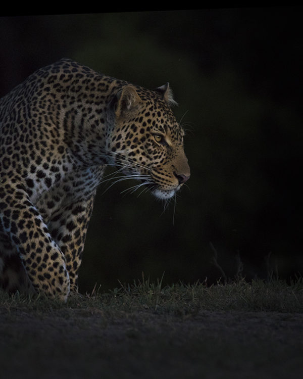 Leopard in stalking mode in a dark background as captured by photo tour leader ClementWild