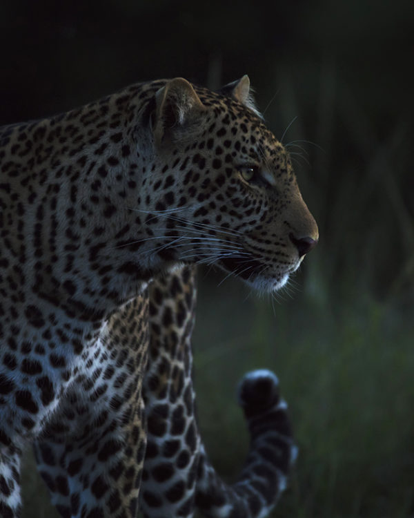 Leopard with sharp stare in the last light of the evening as captured by photo tour leader ClementWild
