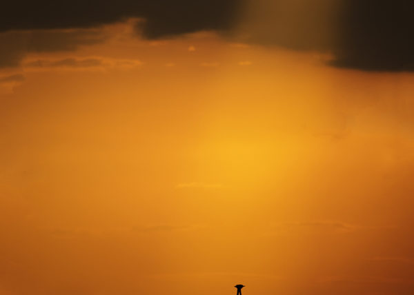 Silhouette of two ostriches in Maasai mara as captured by photo tour leader ClementWild
