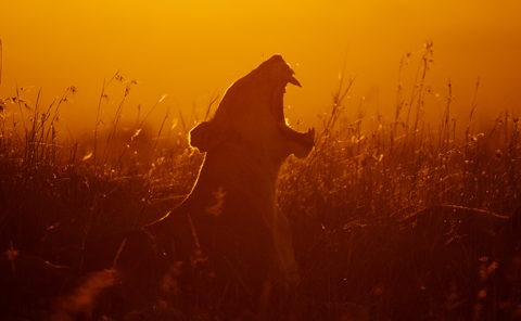 Fierce Silhouette of Lioness with open mouth showing teeth in golden light as captured by photo tour leader ClementWild