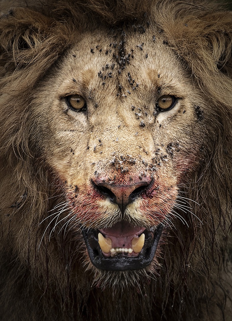 Fierce Portrait of a lion with blood on its mouth as captured by photo tour leader ClementWild