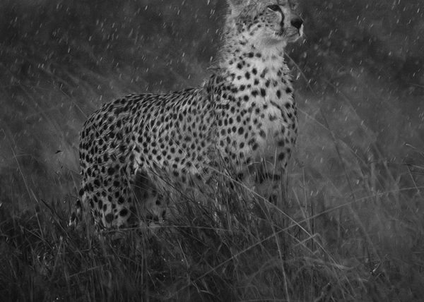 Malaika the cheetah in heavy rain as captured by photo tour leader ClementWild
