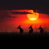 3 topis at sunset facing same direction as captured by wildlife photographer Clement Kiragu