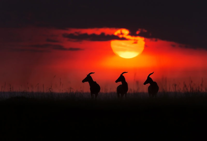 3 topis at sunset facing same direction as captured by wildlife photographer Clement Kiragu