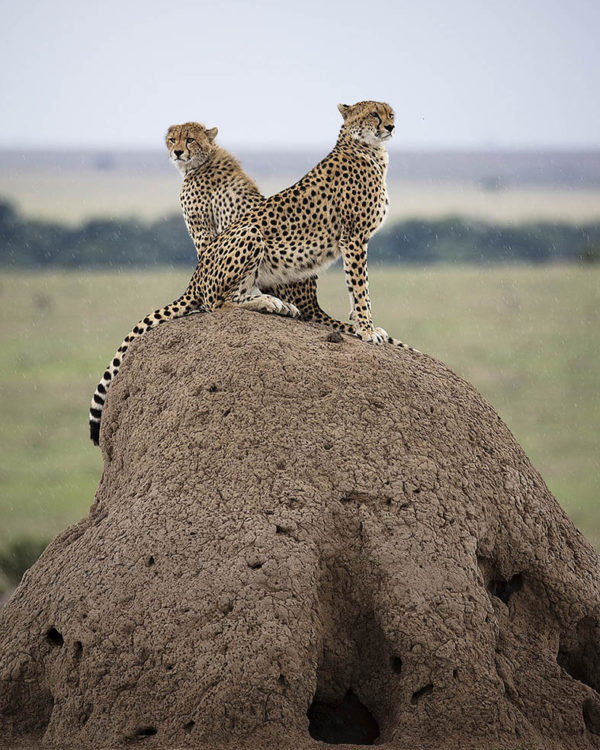2 cheetahs on a termite hill looking in different directions as captured by photo tour leader ClementWild