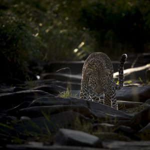 A leopard in stalking pose in beautiful morning light in Maasai Mara as captured by Photo tour leader ClementWild