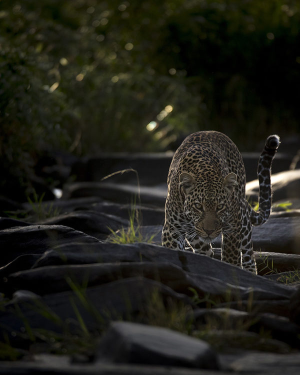 A leopard in stalking pose in beautiful morning light in Maasai Mara as captured by Photo tour leader ClementWild