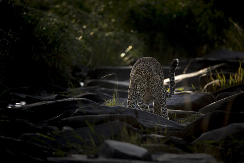 A leopard in stalking pose in beautiful morning light in Maasai Mara as captured by Photo tour leader ClementWild