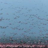 Flying flamingoes fill the frame of wildlife photographer Clement Kiragu