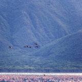 Flamingo Migration in Kenyas Lake Bogoria captured by Clement Kiragu