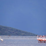 Group of flamingos seem to follow one flamingo
