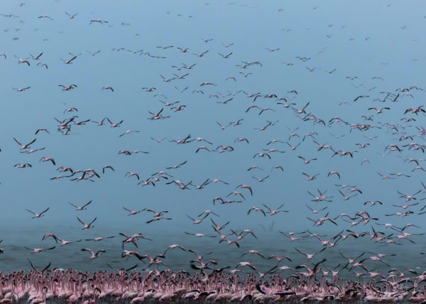 Flying flamingoes fill the frame of wildlife photographer Clement Kiragu