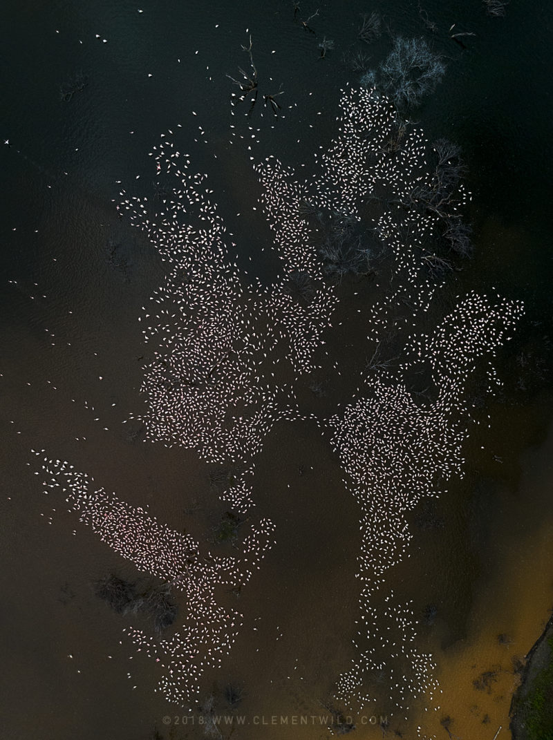 Flamingos aerial shot seems to form a map of the world