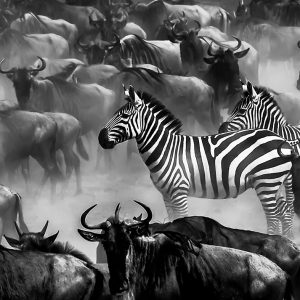 Two zebras surrounded by wildebeests at the Mara river during the annual great migration as captured by photo tour leader Clement Wild