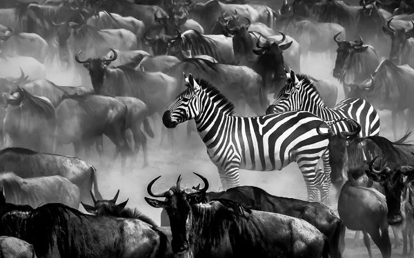 Two zebras surrounded by wildebeests at the Mara river during the annual great migration as captured by photo tour leader Clement Wild