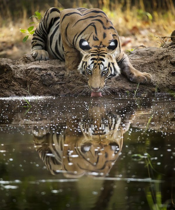 Reflection of a Tiger photographed in bandhavgarh India by Clement Wild