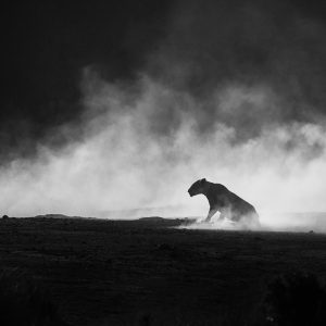 lioness in a cloud of dust photographed by wildlife photographer clement wild