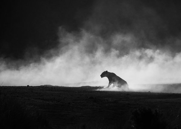 lioness in a cloud of dust photographed by wildlife photographer clement wild