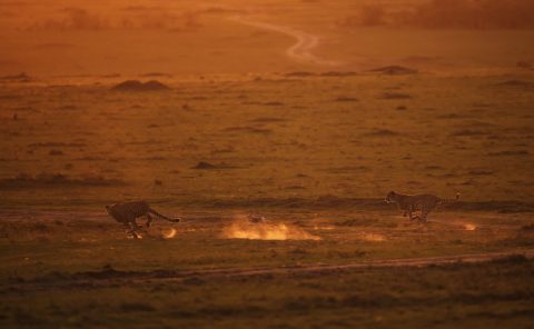 2 of the 5 Tano Bora / Fast Five hunt a rabbit in golden light in Maasai Mara on a ClementWild Photo Safari