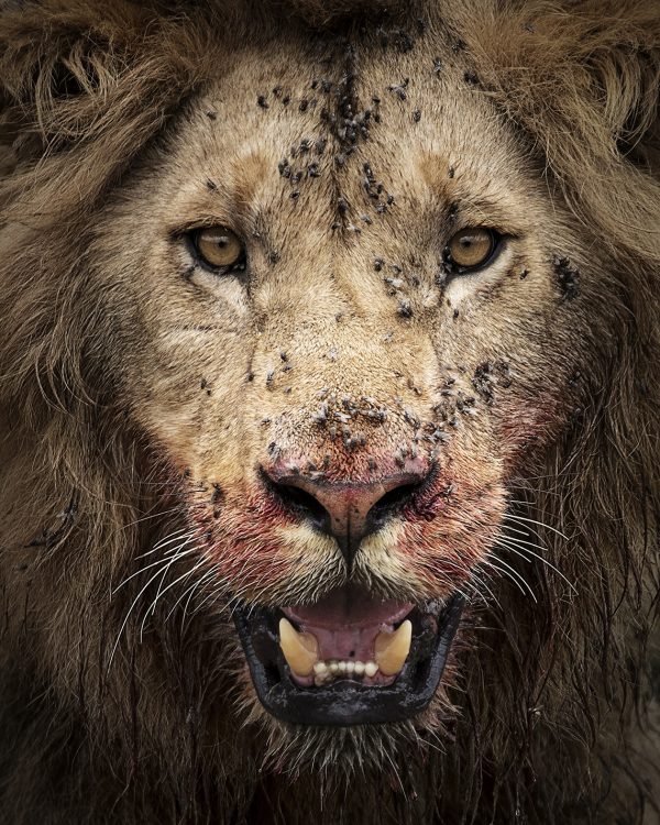 Lion with bloody face after feeding in Maasai Mara on a ClementWild Photo Safari