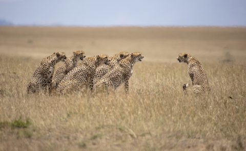 The 5 Male coalition called Tano Bora / Fast 5 try and mate with Malaika in Maasai Mara on a ClementWild Photo Safari