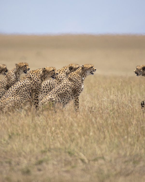 The 5 Male coalition called Tano Bora / Fast 5 try and mate with Malaika in Maasai Mara on a ClementWild Photo Safari