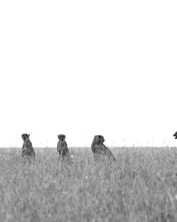 Eight Cheetahs in one frame in Maasai Mara on a ClementWild Photo Safari