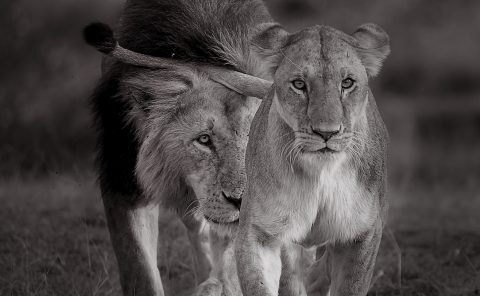 A lioness leads a male lion to show interests of mating