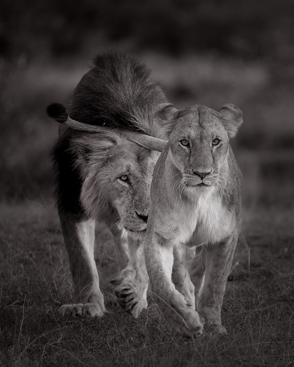 A lioness leads a male lion to show interests of mating