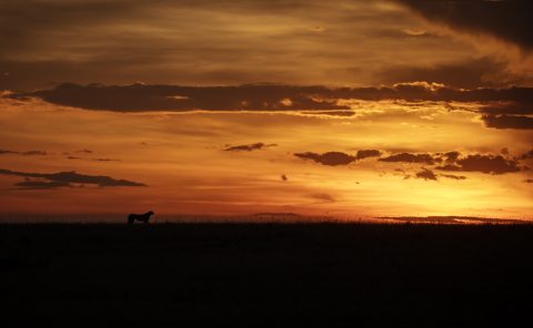 Silhouette of a cheetah in Maasai Mara