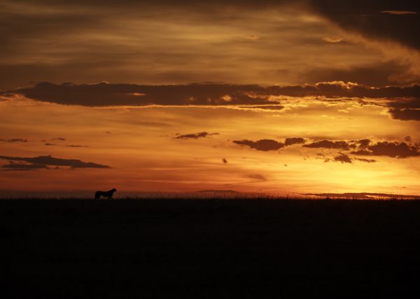 Silhouette of a cheetah in Maasai Mara