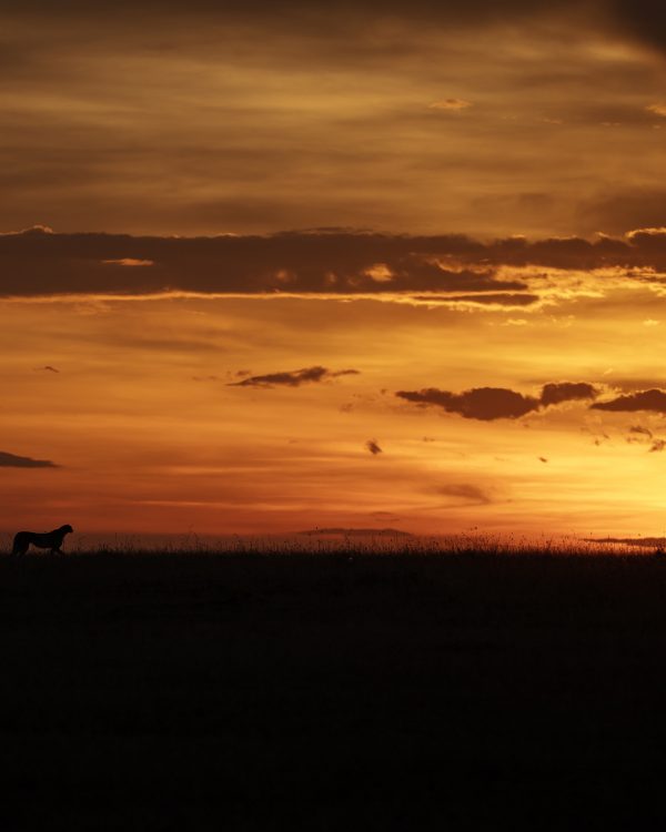 Silhouette of a cheetah in Maasai Mara