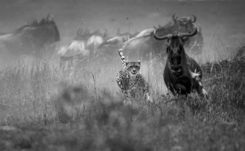 Malaika the Cheetah hunts a wildebeest in Maasai Mara in front of ClementWild guests