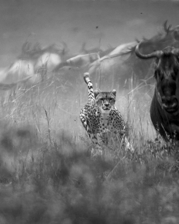 Malaika the Cheetah hunts a wildebeest in Maasai Mara in front of ClementWild guests