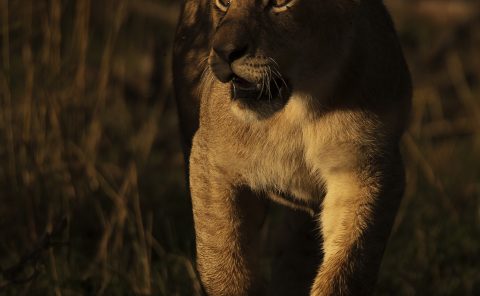 First Light on a lion cub in Maasai Mara on a ClementWild Photo Safari