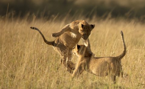 Cubs playing in Maasai Mara by ClementWild Photo Safaris