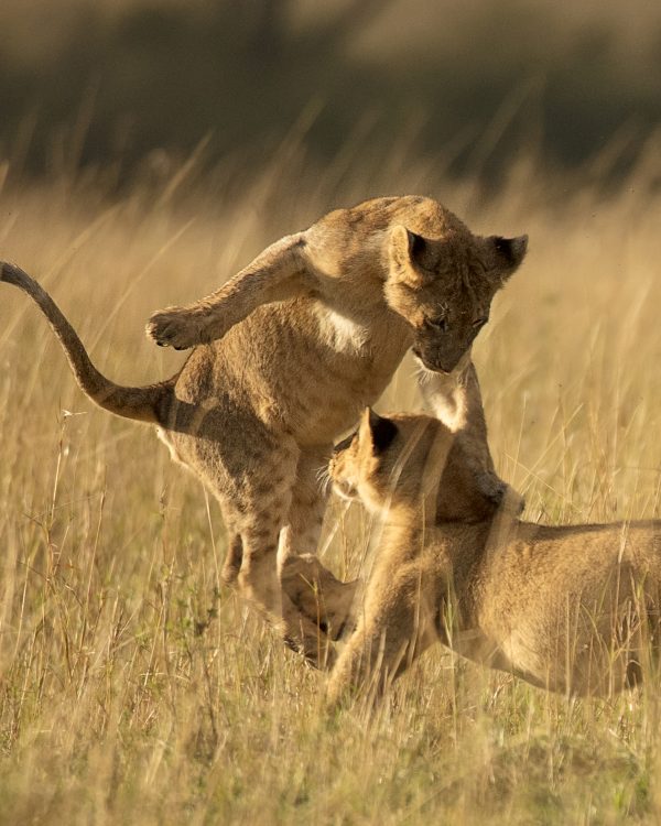 Cubs playing in Maasai Mara by ClementWild Photo Safaris