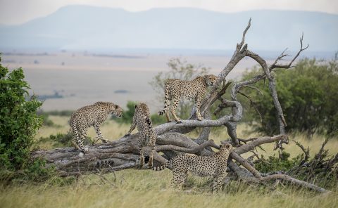 Fast Five / Tano Bora in Maasai Mara captured by Clement Kiragu