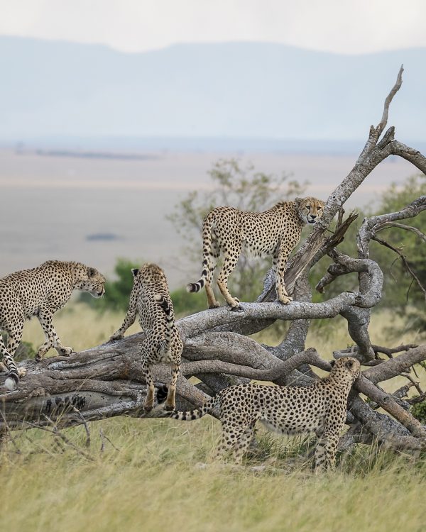 Fast Five / Tano Bora in Maasai Mara captured by Clement Kiragu