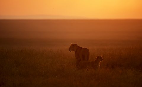 Lioness and her Cub Scout the plains of Maasai Mara in the first light of the day captured on a ClementWild photo safari