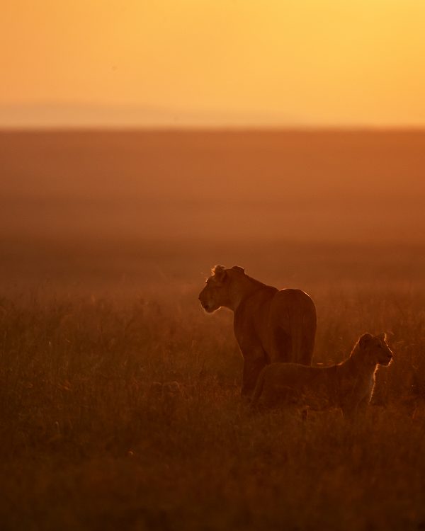 Lioness and her Cub Scout the plains of Maasai Mara in the first light of the day captured on a ClementWild photo safari