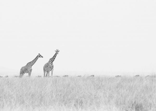 Giraffes stand tall as the wildebeest continue on their journey in search of fresher pastures as captured by Clement Kiragu on photo safar