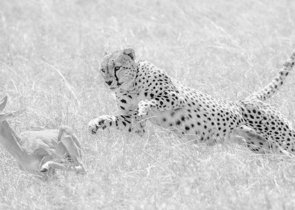 Member of the Fast Five/Tano Bora makes the final leap to hunt a baby Topi as captured by Clement Kiragu on photo safari