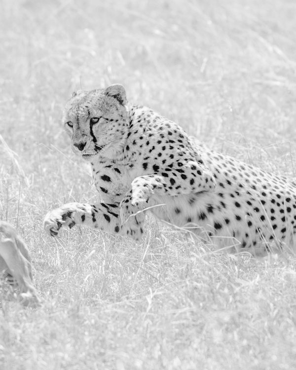 Member of the Fast Five/Tano Bora makes the final leap to hunt a baby Topi as captured by Clement Kiragu on photo safari