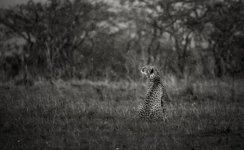 Malaika's cub in heavy rain as captured by photo tour leader ClementWild