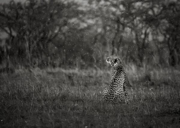 Malaika's cub in heavy rain as captured by photo tour leader ClementWild