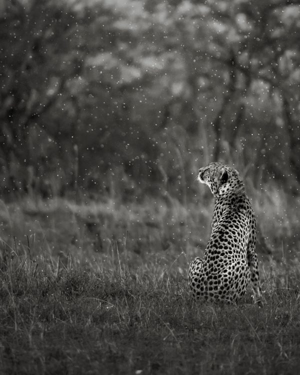 Malaika's cub in heavy rain as captured by photo tour leader ClementWild