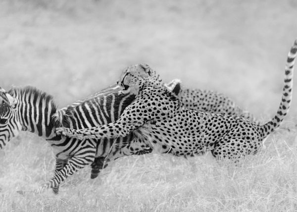 Tano Bora / Fast Five hunt a zebra during a ClementWild Photo Safari in Maasai Mara