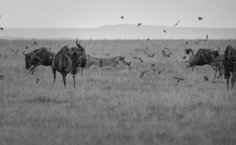 Lioness launches a hunt in Maasai Mara captured on Photo Safari with ClementWild